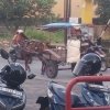 Kusir Tarogong Pelestari: Kuda, Budaya, dan Delman Kontribusi Nyata Ekonomi Keluarga Garut