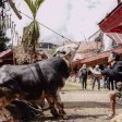 Festival Budaya Toraja dan Geliat Pariwisata
