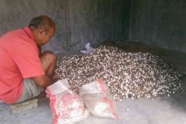 Biji Kemiri, Kearifan Lokal dan Produktivitas di Usia Senja