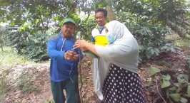 Klonalisasi, Praktik Grafting Kopi yang Disukai Petani