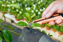 Gampang-gampang Susah Memperbanyak Tanaman melalui Stek Batang