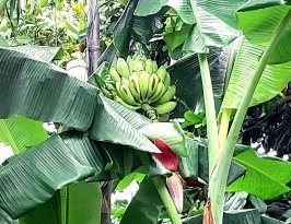 Pisang dalam Budaya Batak Toba