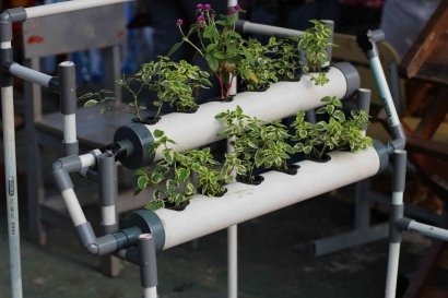 Hidroponik di Sekolah, Langkah Kecil untuk Masa Depan Hijau