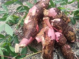 Asyiknya Panen Singkong Manehot dari Kebun Mini Halaman Rumah
