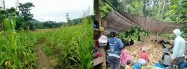 Pemanfaatan Dana Desa di Lembang Bau, Kabupaten Tana Toraja