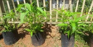 Nama Boleh Kangkung Cabut Tapi Bisa Panen Berkali-kali