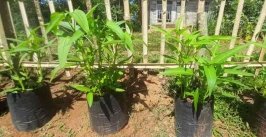 Nama Boleh Kangkung Cabut Tapi Bisa Panen Berkali-kali