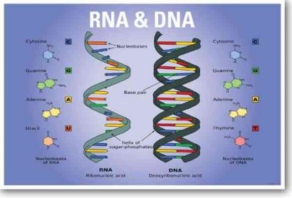 Menjelajahi Metabolisme Purin dan Pirimidin: Duo Basa Nitrogen dalam Kehidupan