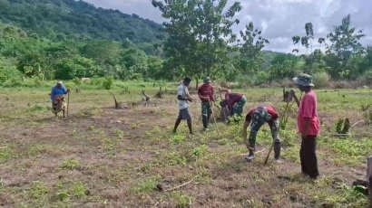 TNI Aktif Tanam Jagung di Kabupaten Malaka Nusa Tenggara Timur Dukung Ketahanan Pangan Warga Perbatasan