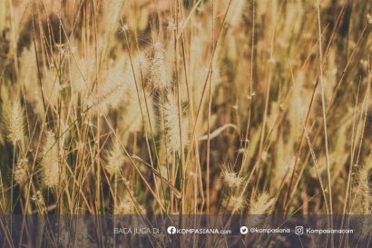 Puisi Novel   tentang dirimu