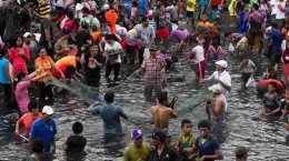 Gambar Sasi di Maluku&nbsp;