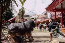 Penyembelihan kerbau saleko dalam upacara rambu solo'. (Sumber: Dokumentasi Pribadi)