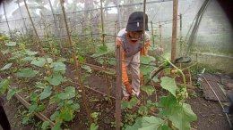 Kebun melon varietas devina di Bumiaji (sumber foto: Arai Amelya)