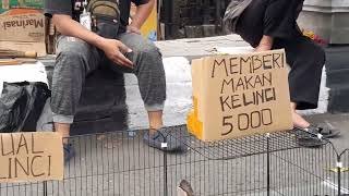 Memberi Makan Anak Kelinci Bayar 5K pada CFD di Klaten